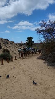 GC-Camello Safari (Maspalomas)-44.jpg
